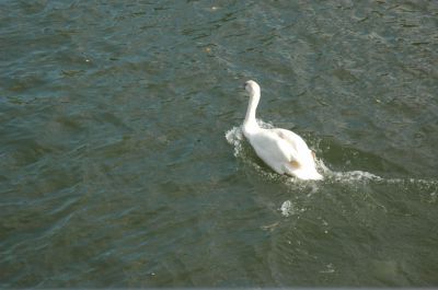 DSC_0255.JPG