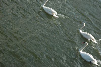 DSC_0256.JPG