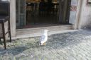 Filename=JK_1221.JPG
Filesize=1554KiB
Dimensions=1936x1288
Date added=Jun 15, 2020 JK_1221.JPG