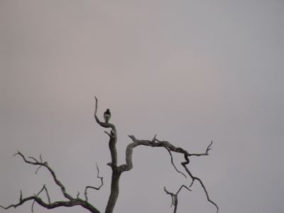 DSC00345.JPG