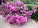 DSC01305.JPG