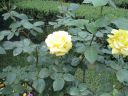DSC01307.JPG