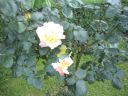 DSC01308.JPG