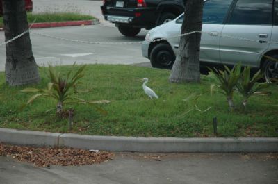 DSC_0229.jpg